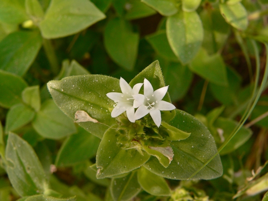 {Richardia brasiliensis}